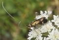 Nemophora raddaella